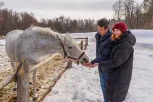 One day of horse care